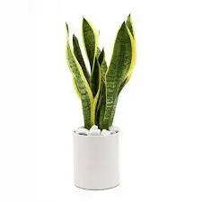 CÂY LƯỠI HỔ LÙN