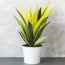 CÂY LƯỠI MÈO VÀNG