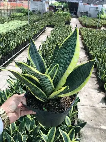 CÂY LƯỠI MÈO XANH