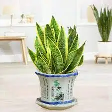 CÂY LƯỠI MÈO