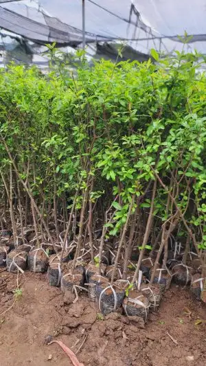 CÂY LỰU ĐỎ ẤN ĐỘ GIỐNG