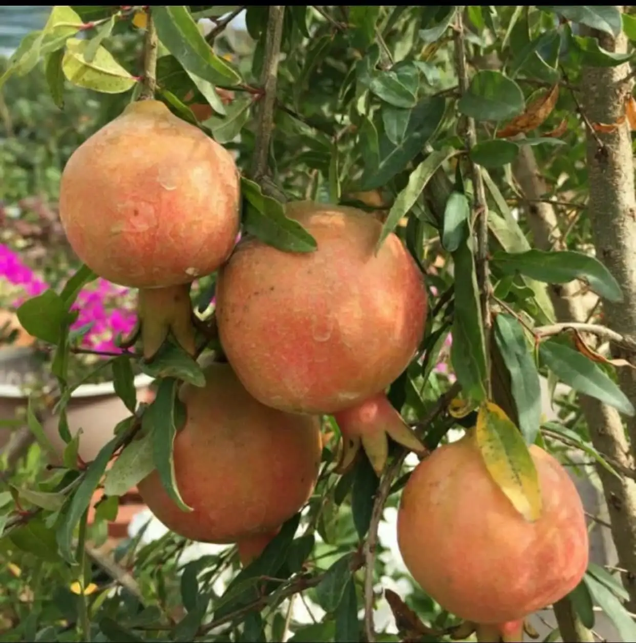 CÂY LỰU TRẮNG TA