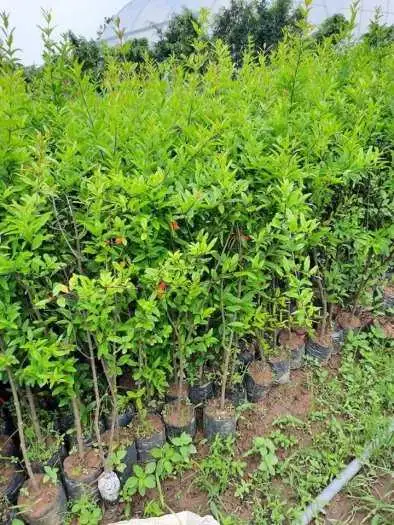 CÂY LỰU TRẮNG TA GIỐNG