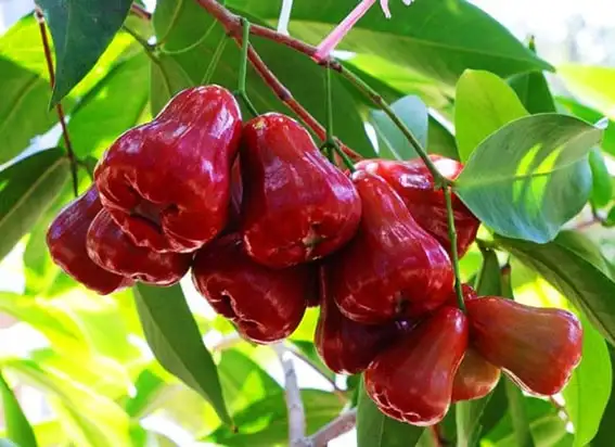 CÂY MẬN AN PHƯỚC