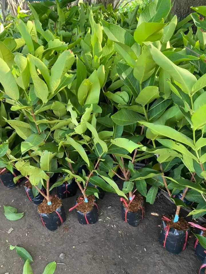 CÂY MẬN AN PHƯỚC GIỐNG