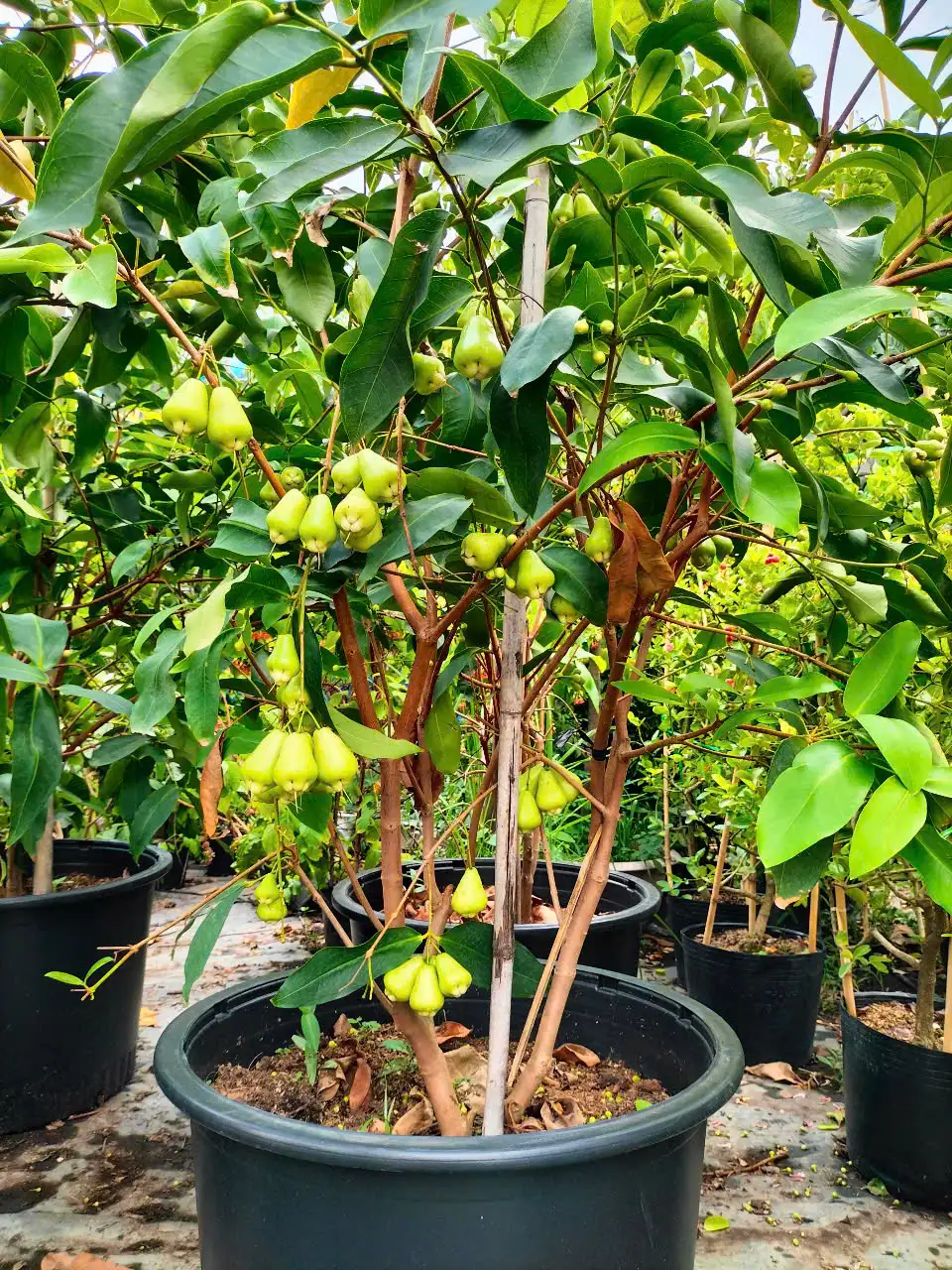 CÂY MẬN XANH 1