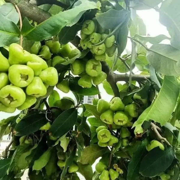 CÂY MẬN XANH ĐƯỜNG 1