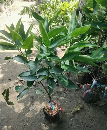 CÂY MẬN XANH ĐƯỜNG GIỐNG