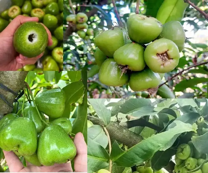 CÂY MẬN XANH ĐƯỜNG