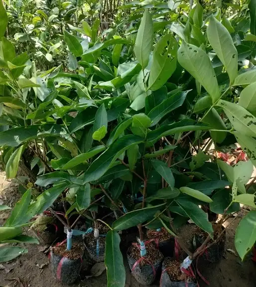 CÂY MẬN XANH GIỐNG