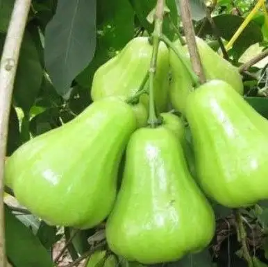 CÂY MẬN XANH