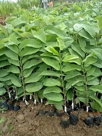 CÂY MÃNG CẦU NA GIỐNG