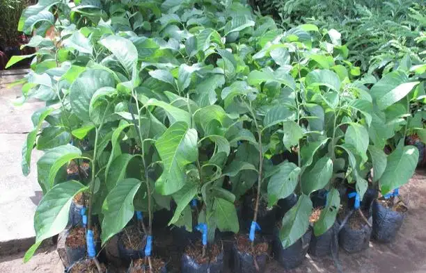 CÂY MÃNG CẦU NA THÁI GIỐNG