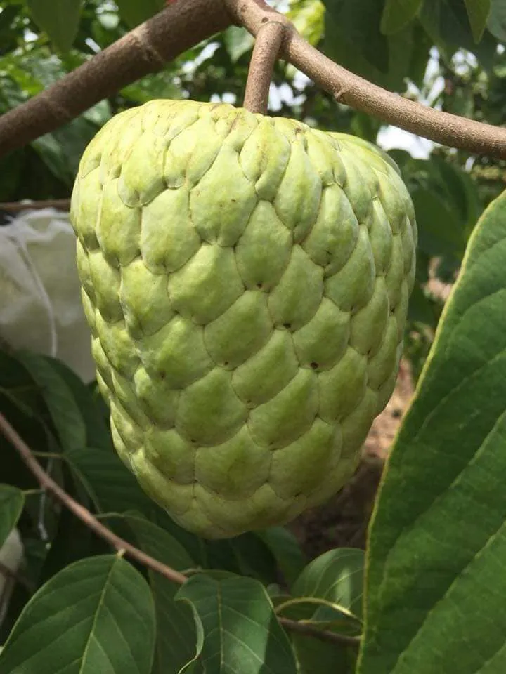 CÂY MÃNG CẦU NA THÁI