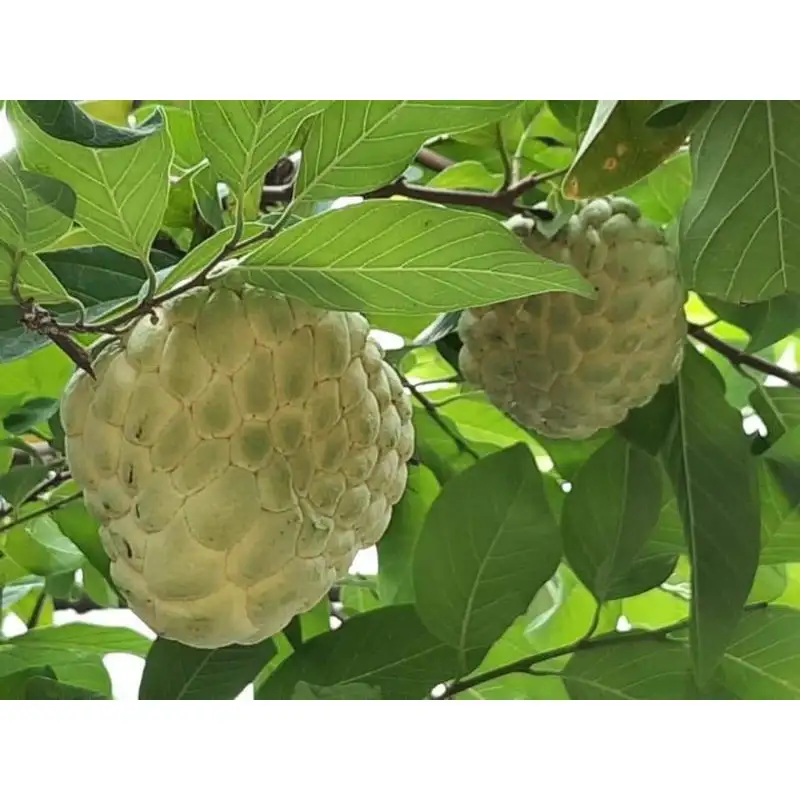 CÂY MÃNG CẦU NA