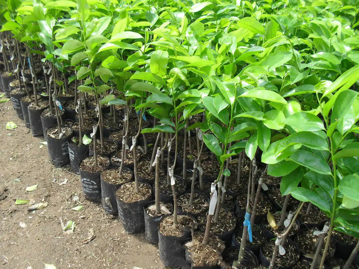 CÂY MÃNG CẦU XIÊM GIỐNG