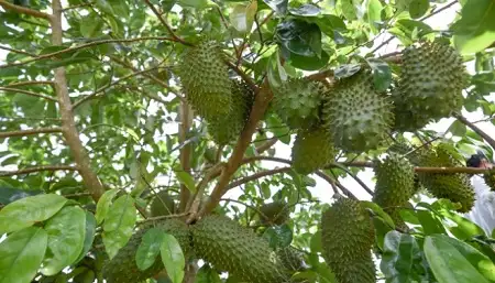 CÂY MÃNG CẦU XIÊM