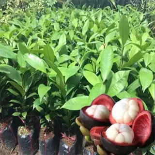 CÂY MĂNG CỤT GIỐNG