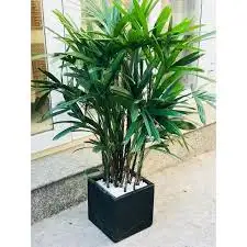 CÂY MẬT CẬT