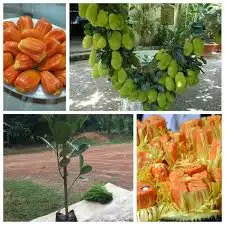 CÂY MÍT RUỘT ĐỎ