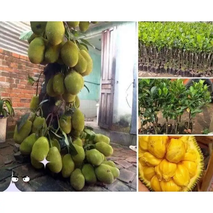 CÂY MÍT TỐ NỮ GIỐNG