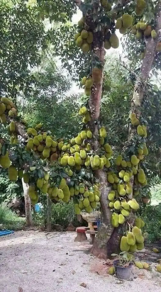 CÂY MÍT TỐ NỮ