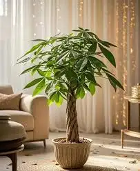CÂY NGŨ GIA BÌ BÍNH