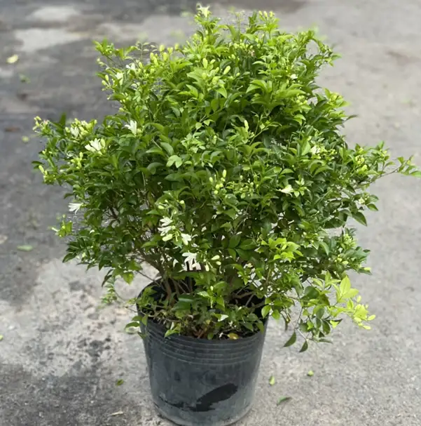CÂY NGUYỆT QUẾ 1