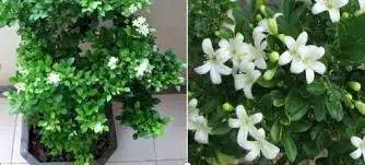 CÂY NGUYỆT QUẾ 3