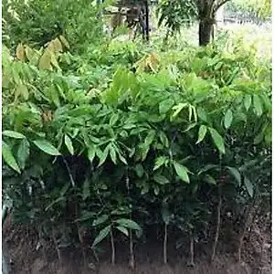CÂY NHÃN DA BÒ GIỐNG