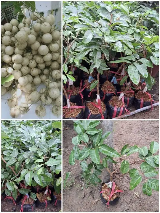 CÂY NHÃN LONG GIỐNG