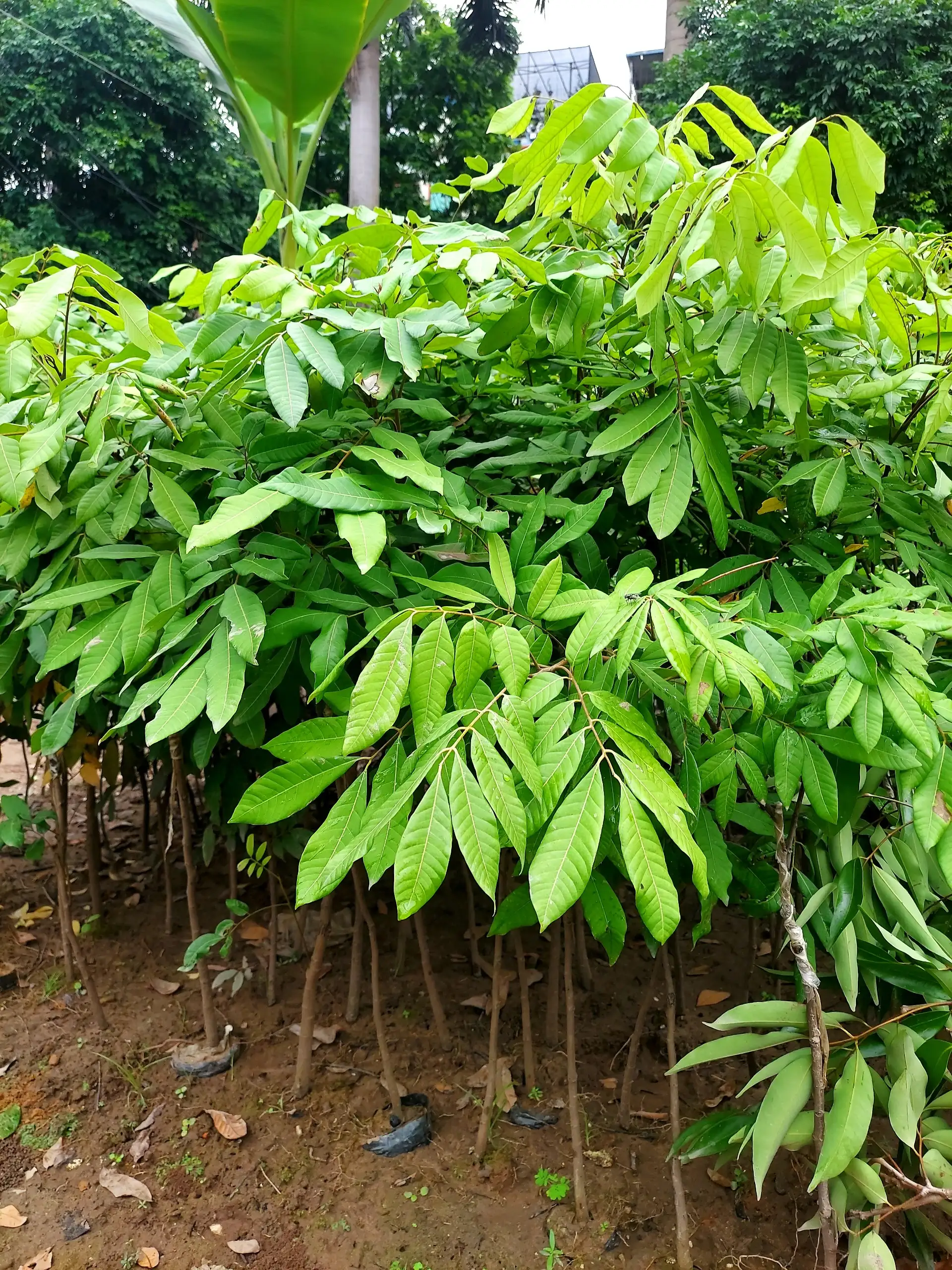 CÂY NHÃN LỒNG HƯNG YÊN GIỐNG