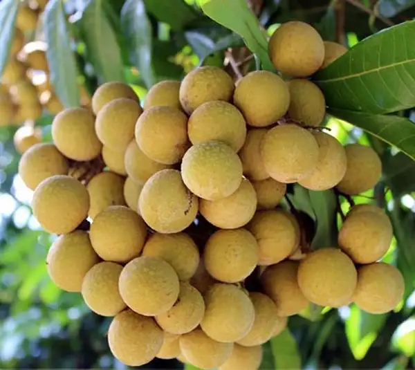CÂY NHÃN LỒNG HƯNG YÊN