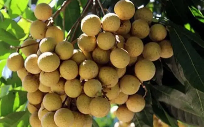 CÂY NHÃN LONG