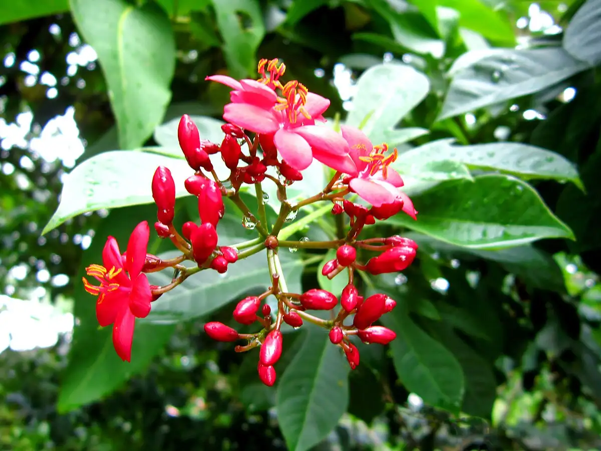 CÂY NHẤT CHI MAI