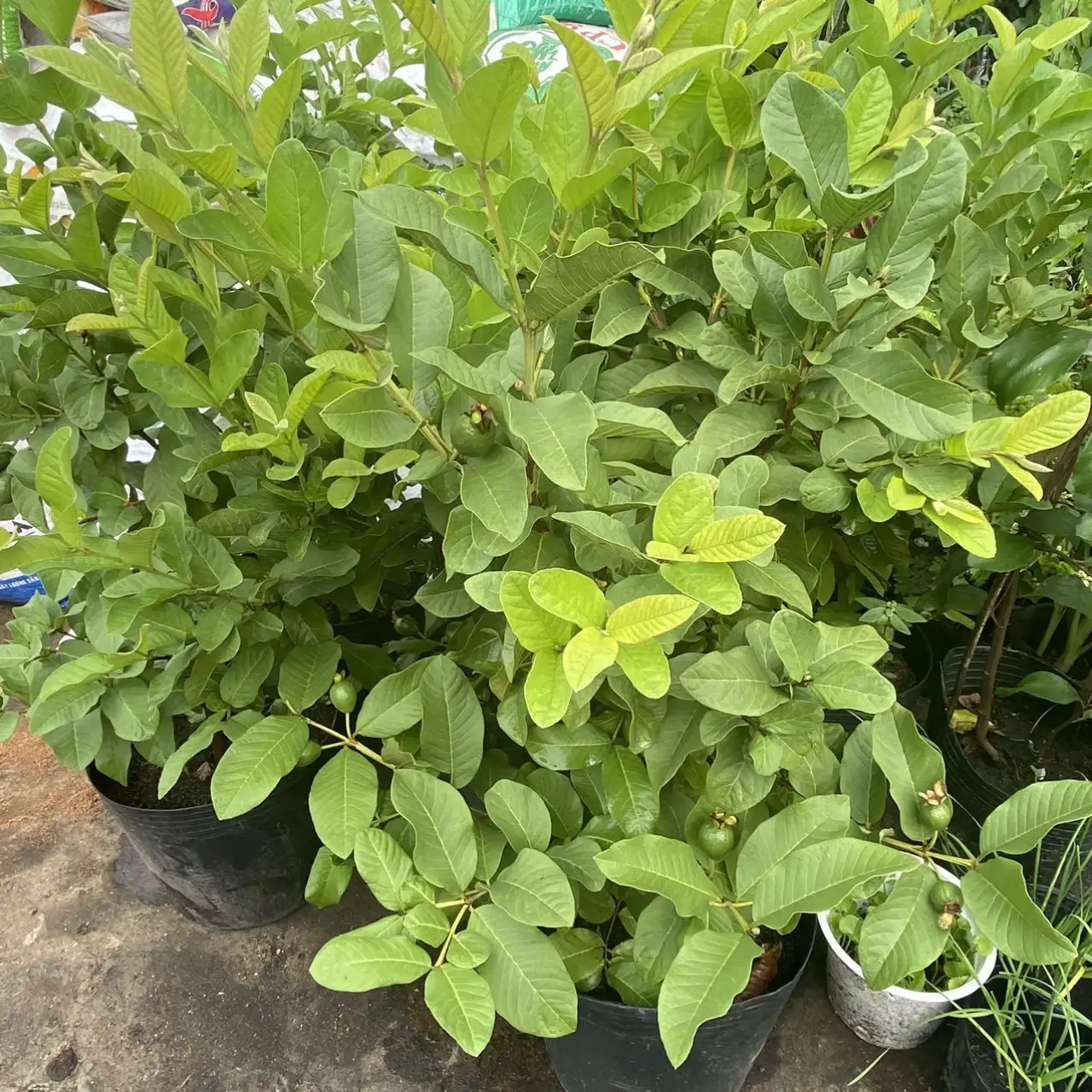 CÂY ỔI LÊ LÙN GIỐNG