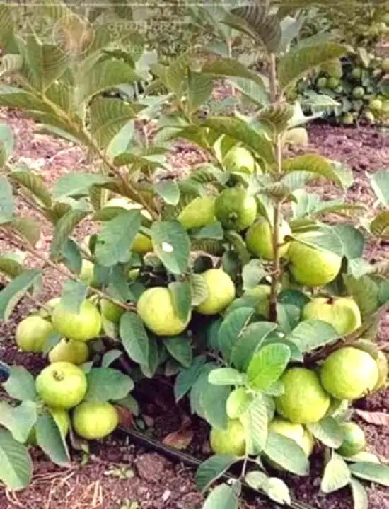 CÂY ỔI LÊ LÙN