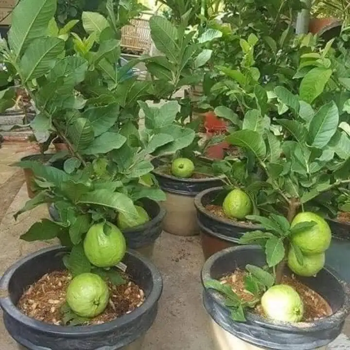 CÂY ỔI LÊ