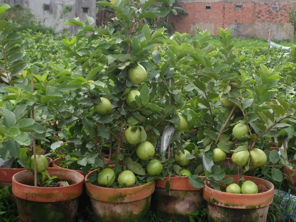 CÂY ỔI NỮ HOÀNG