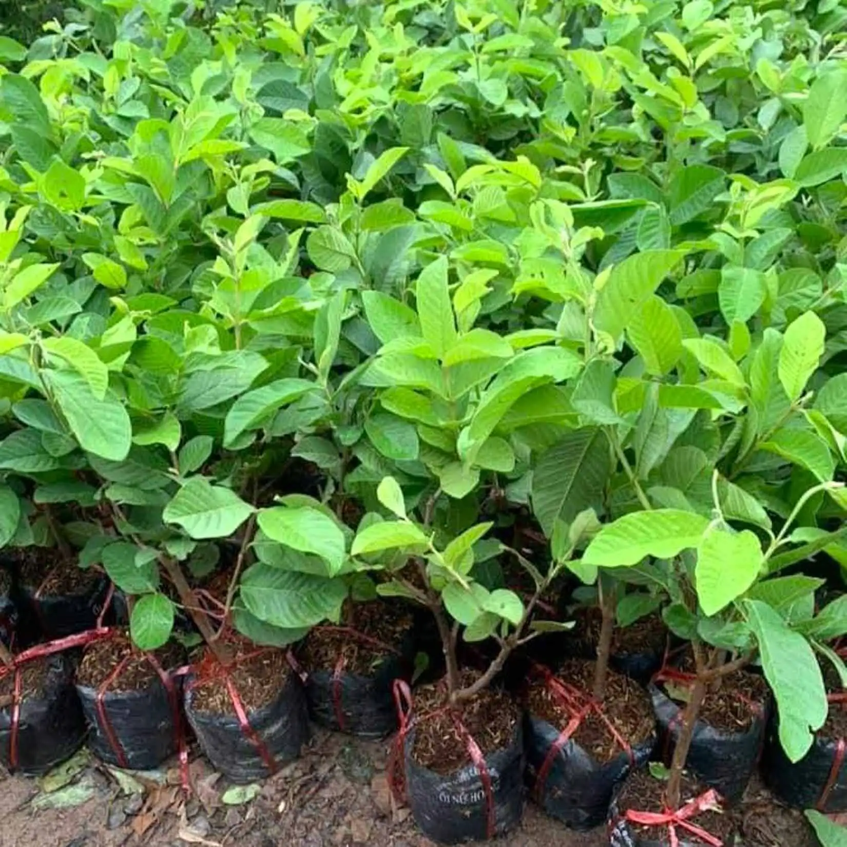 CÂY ỔI NỮ HOÀNG GIỐNG
