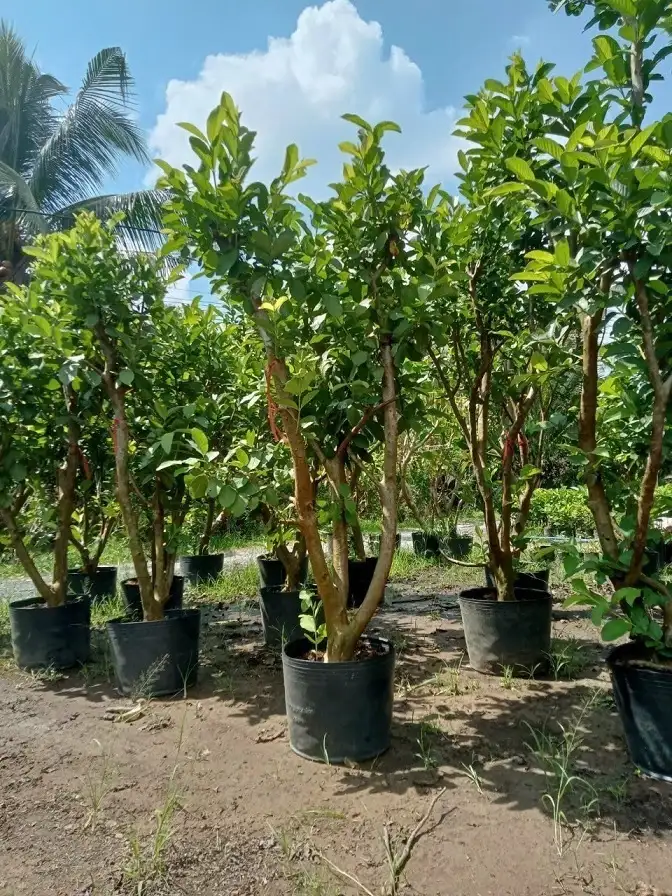 CÂY ỔI TRƯỞNG THÀNH