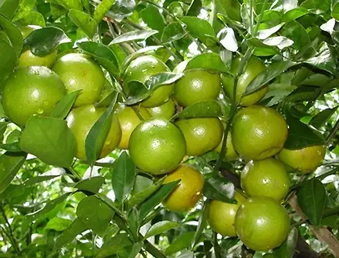 CÂY QUÝT ĐƯỜNG