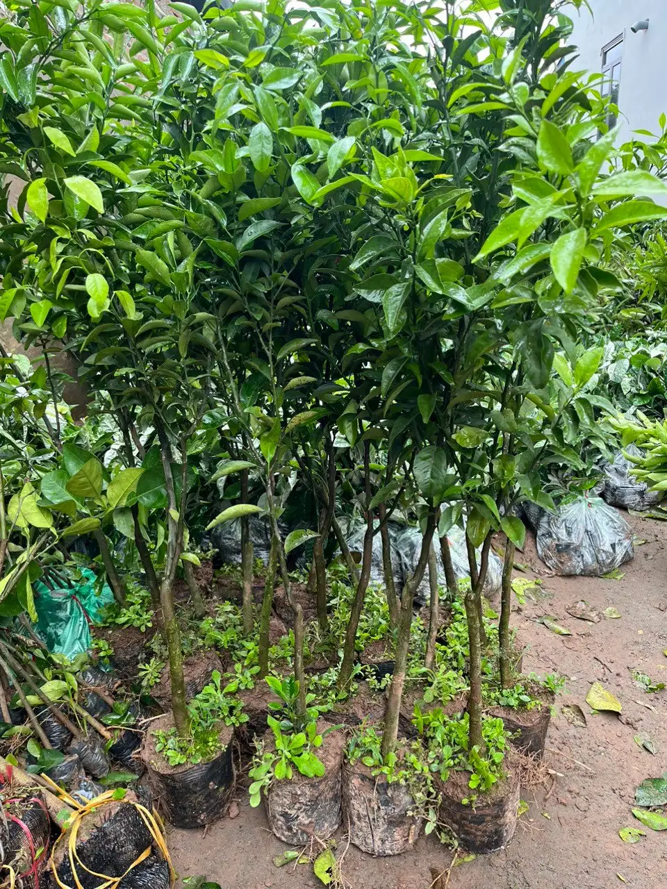 CÂY QUÝT ĐƯỜNG GIỐNG