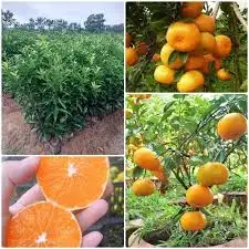 CÂY QUÝT ĐƯỜNG NAM
