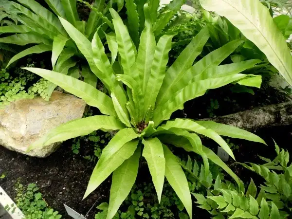 CÂY RÁNG Ổ PHỤNG