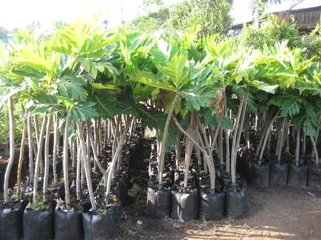 CÂY SA KÊ GIỐNG