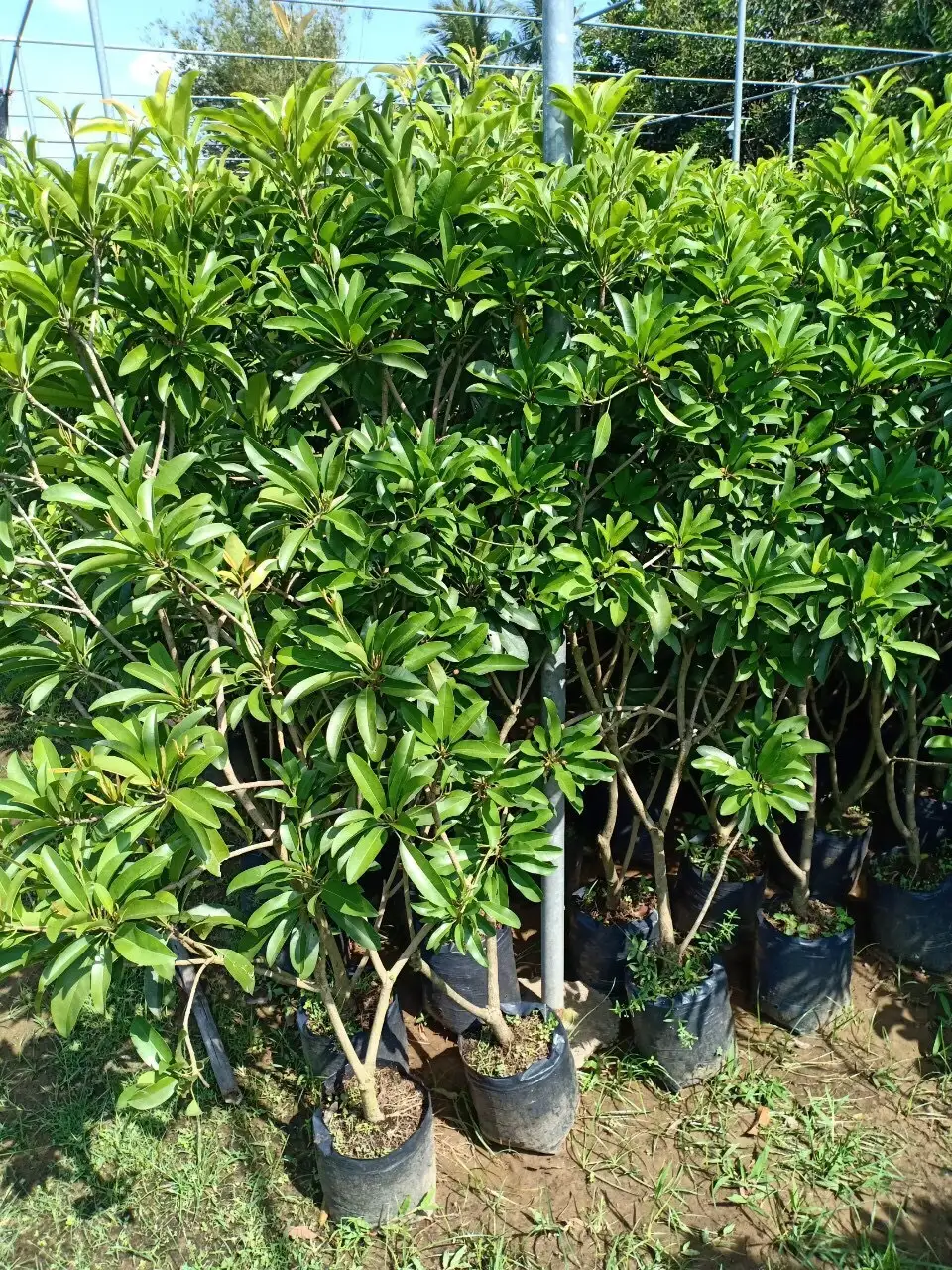 CÂY SABOCHE GIỐNG