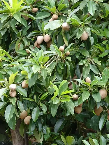 CÂY SABOCHE