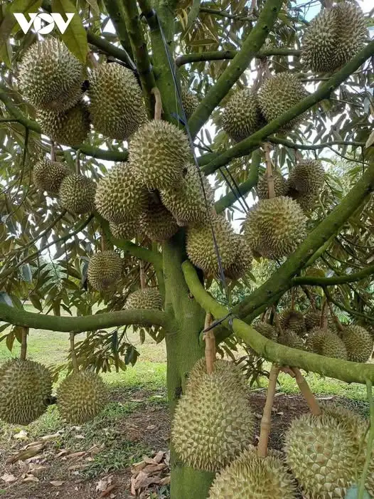 CÂY SẦU RIÊNG