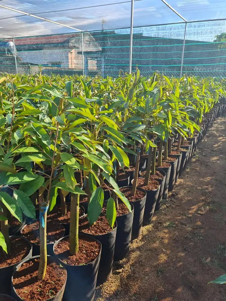 CÂY SẦU RIÊNG GIỐNG